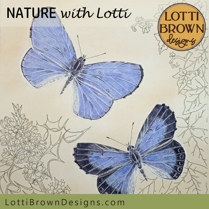 Holly blue butterflies natural history illustration