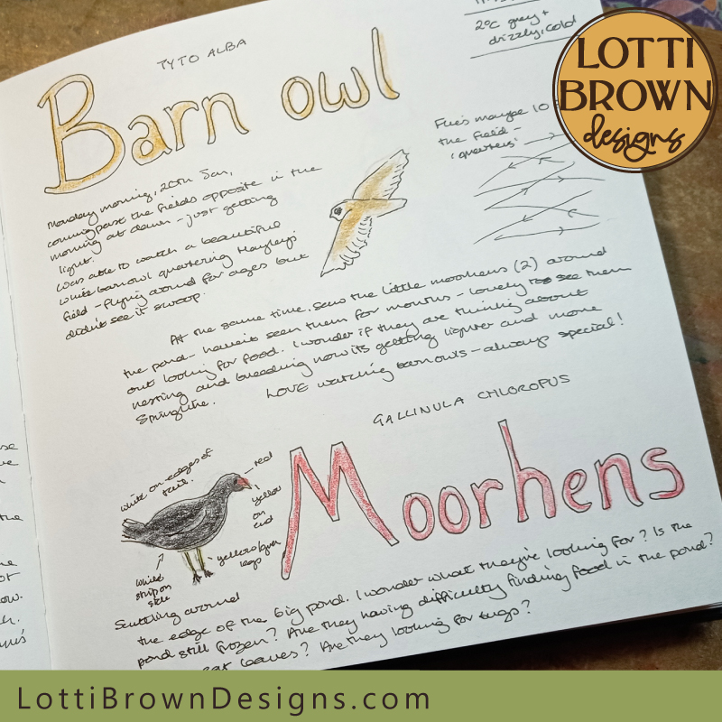 Barn Owl and Moorhen nature journal page