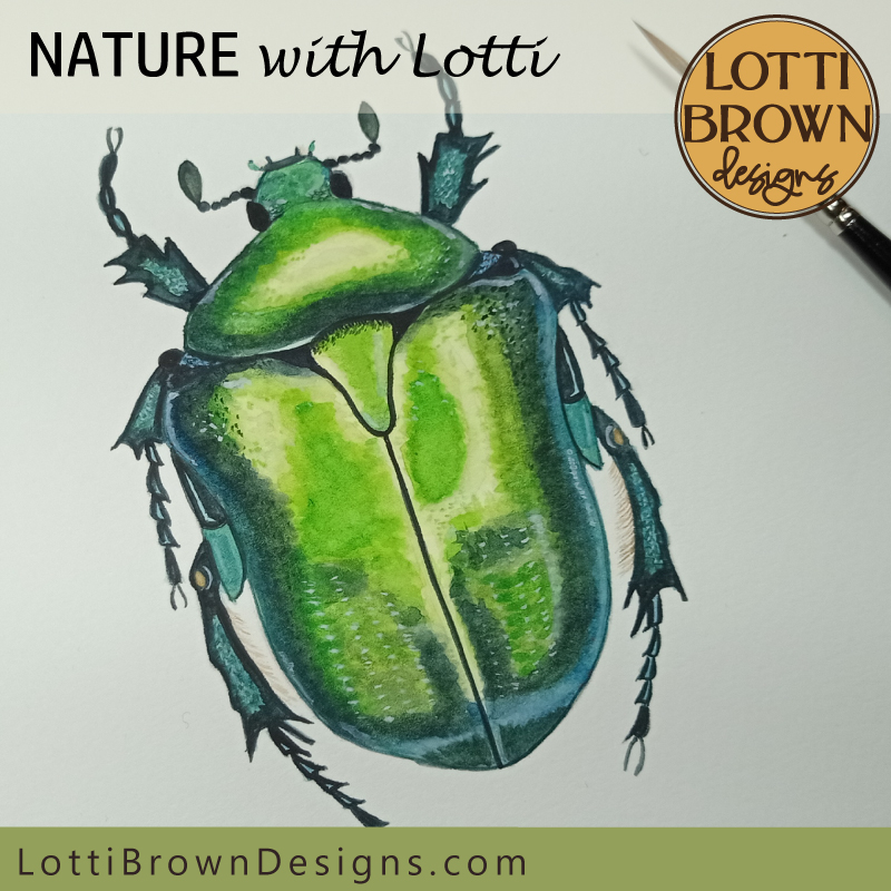 Big Rose Chafer beetle art illustration