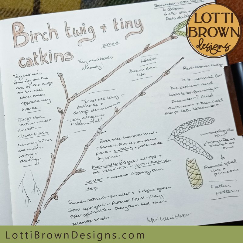 Birch twigs with catkins journal drawing