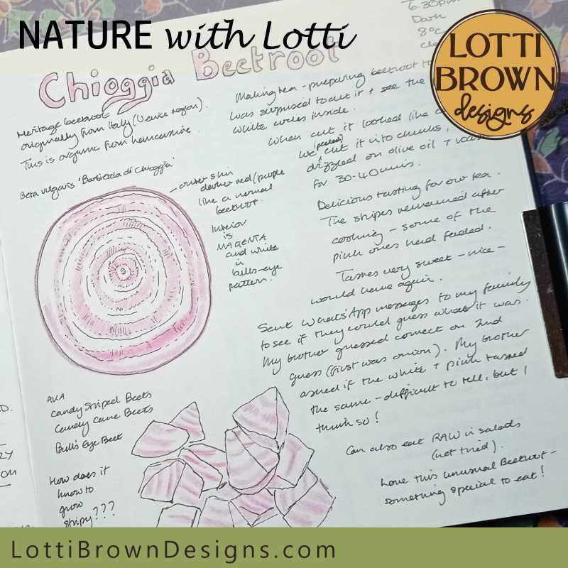 Chioggia beetroot nature journaling page