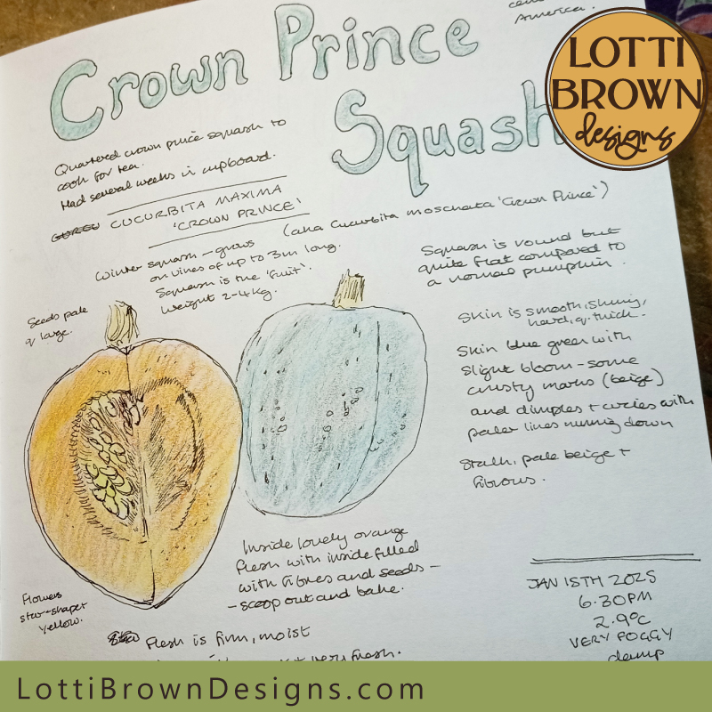 Crown Prince Squash nature journal page