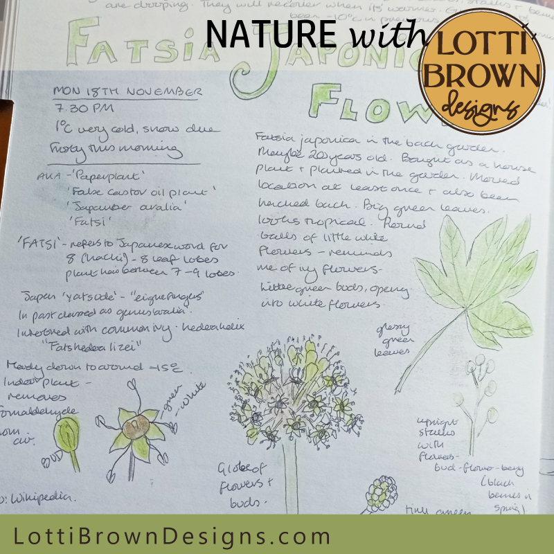 Fatsia Japonica flowers nature journal page