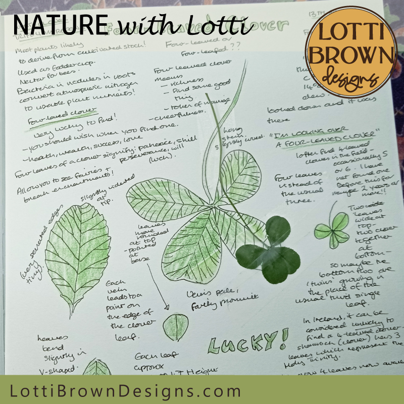 Four-leafed clover nature find