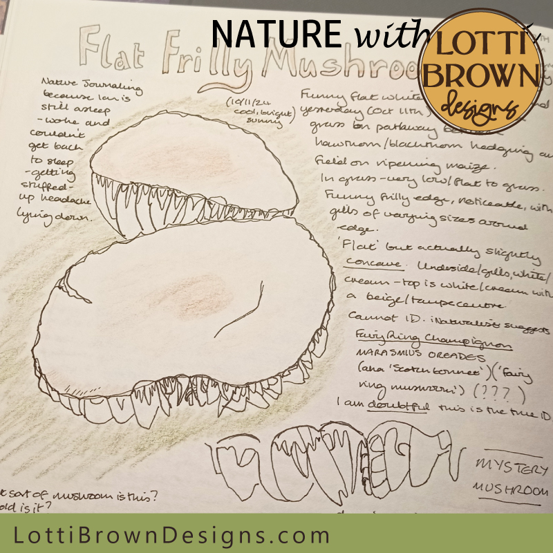 Frilly mushrooms nature journaling page