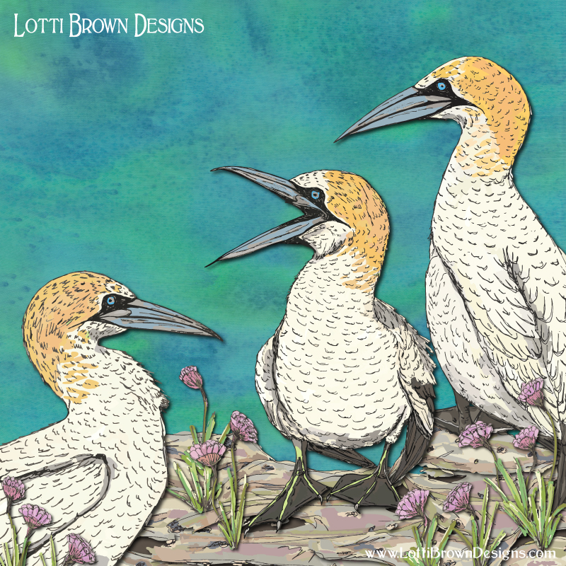 gannets art print by Lotti Brown