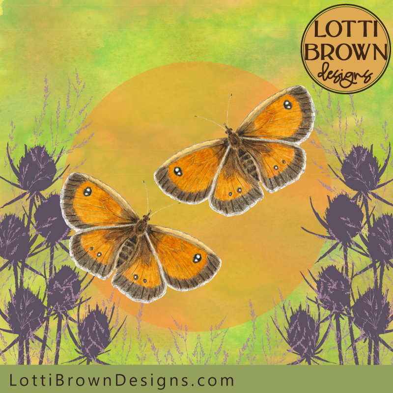 Gatekeeper butterflies art illustration