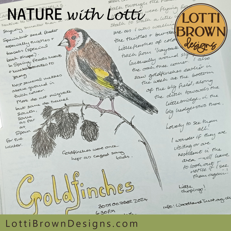 Goldfinch nature journal page