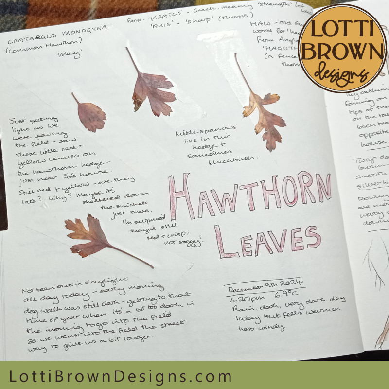 Hawthorn leaves in my nature journal