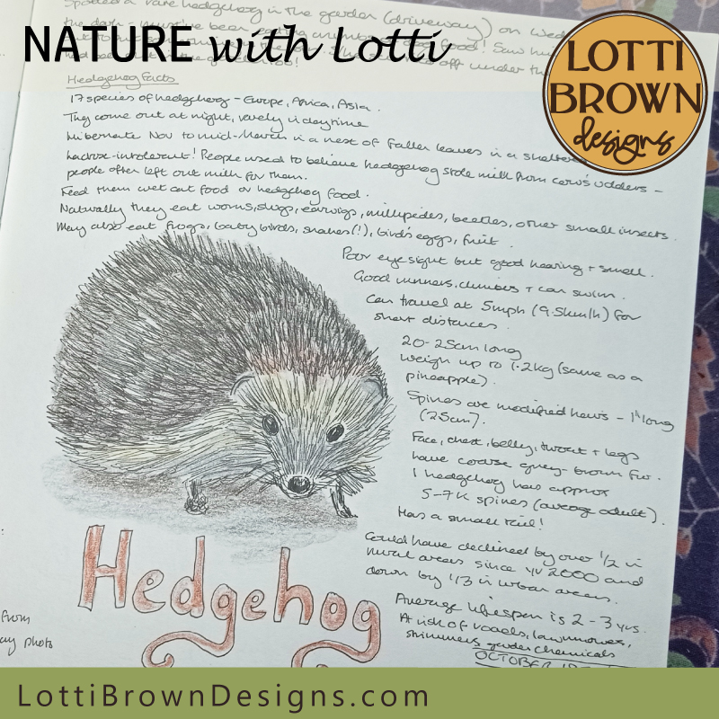 hedgehog nature journal page