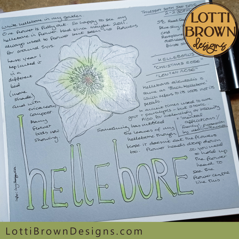 Hellebore nature journal page