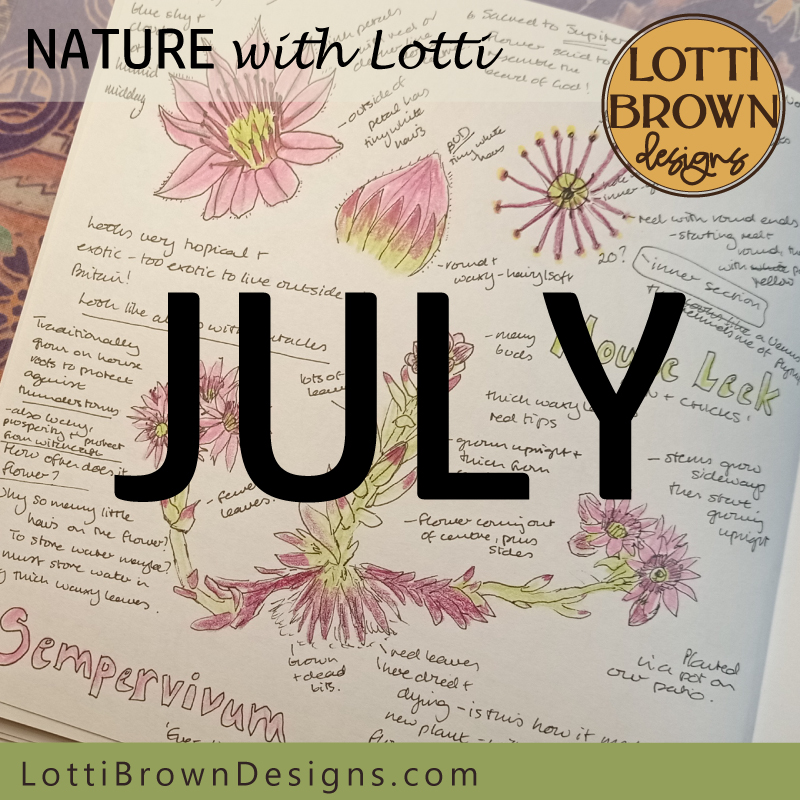 July nature journaling