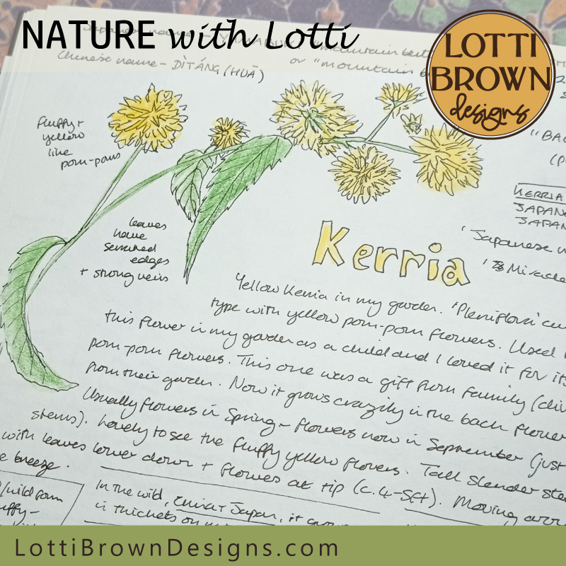 Kerria Japonica nature journal page