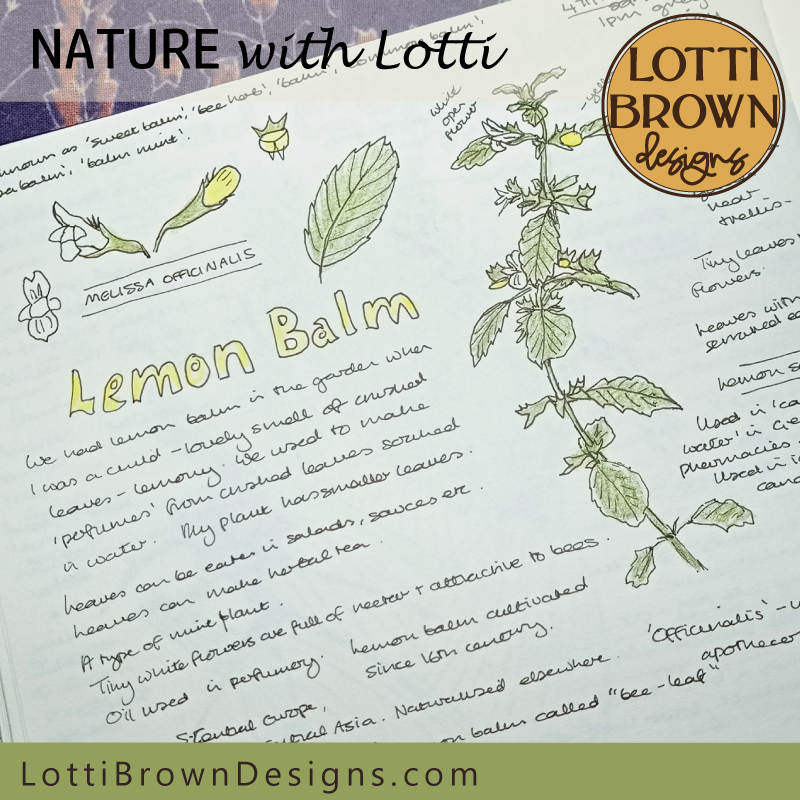 Lemon Balm nature journal page