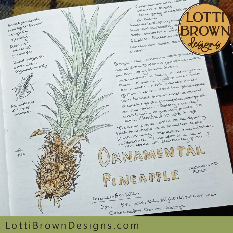 Ornamental pineapple nature journaling