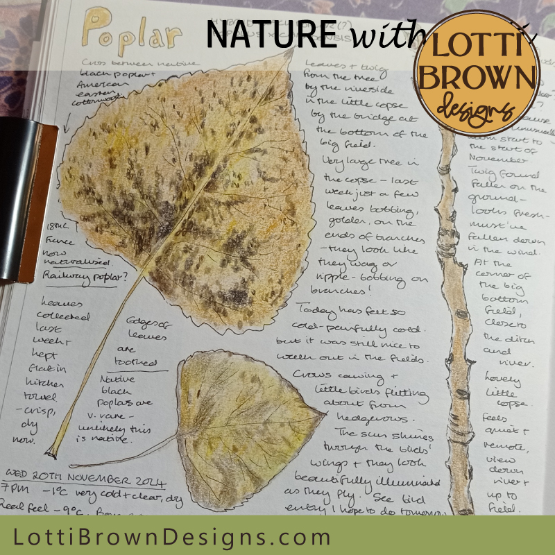 Poplar tree nature journal page