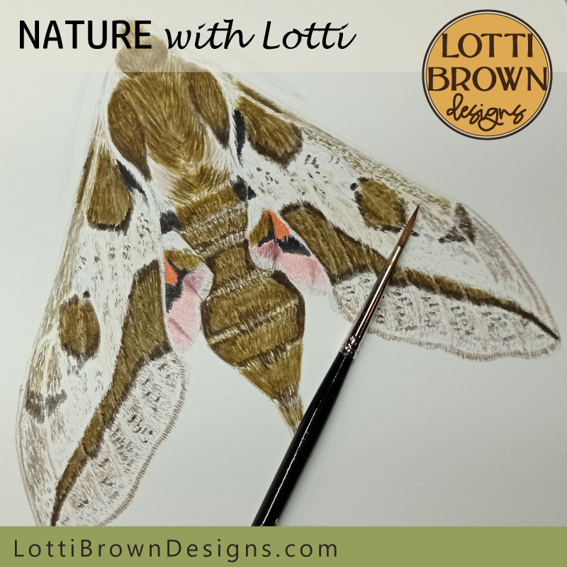 Spurge Hawkmoth art illustration by Lotti Brown