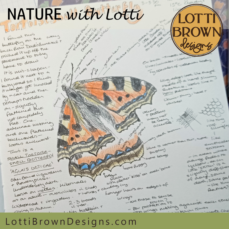 tortoiseshell butterfly drawing