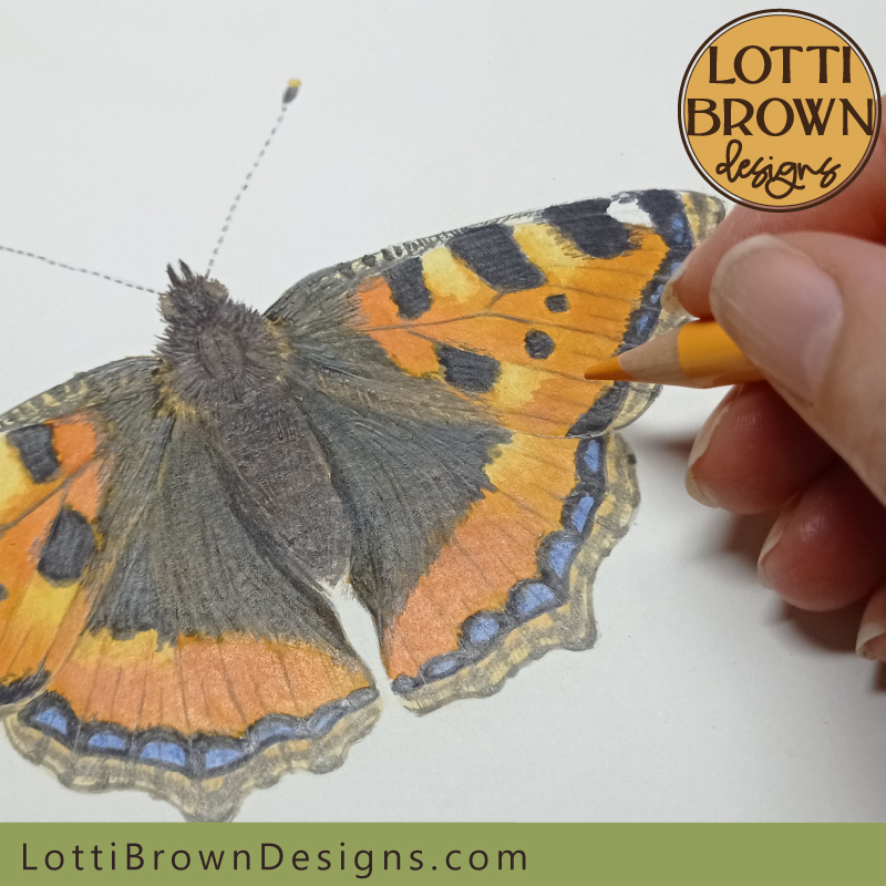 Tortoiseshell butterfly watercolour illustration