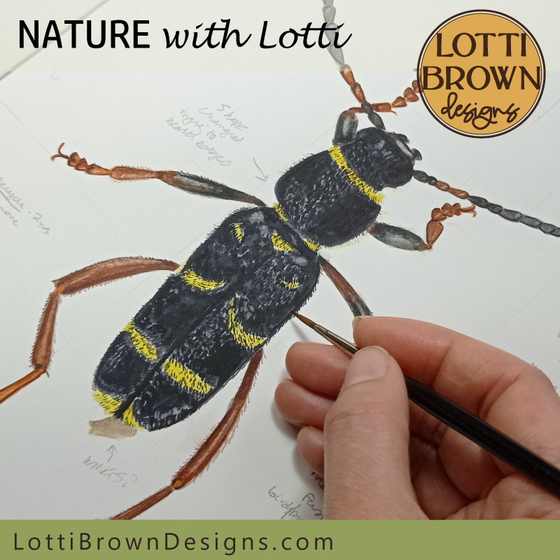 Wasp beetle illustration