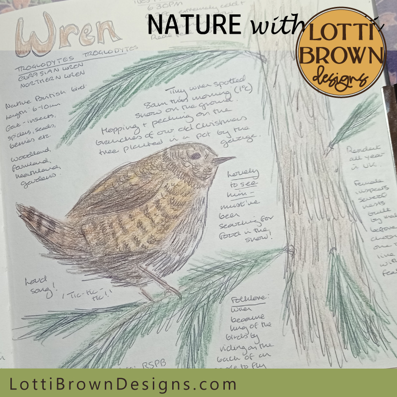 Wren in fir nature journal page