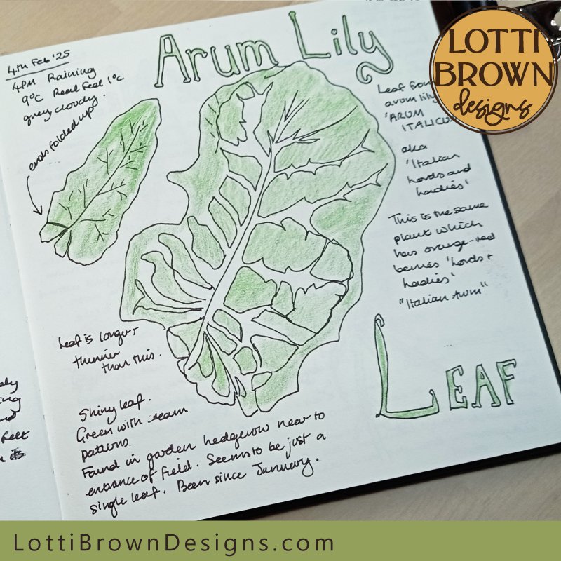 Arum lily leaf nature journal page