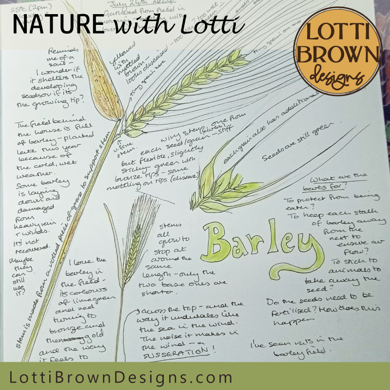 Nature journal page with barley drawing