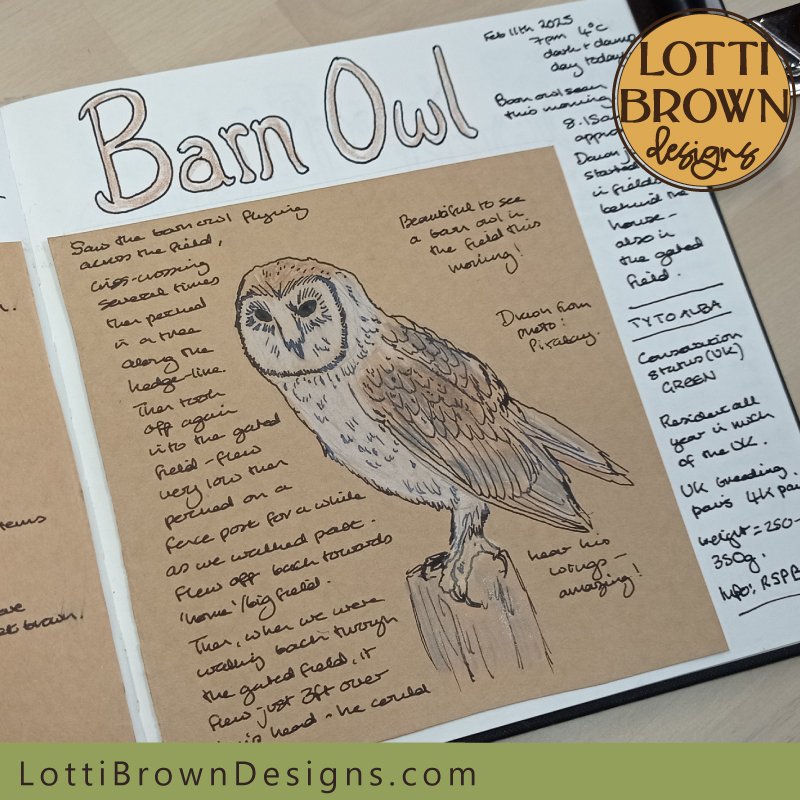 Barn Owl nature journal page