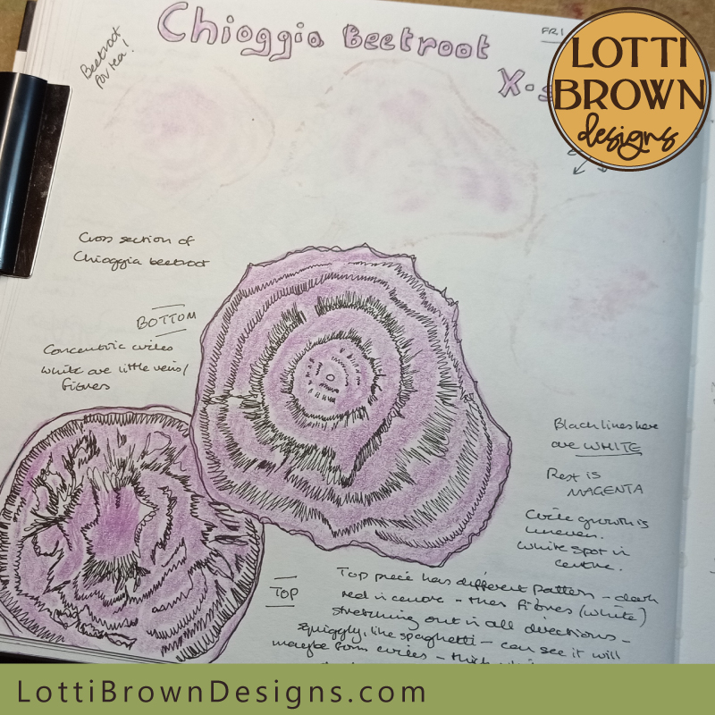 Chioggia beetroot nature journaling page