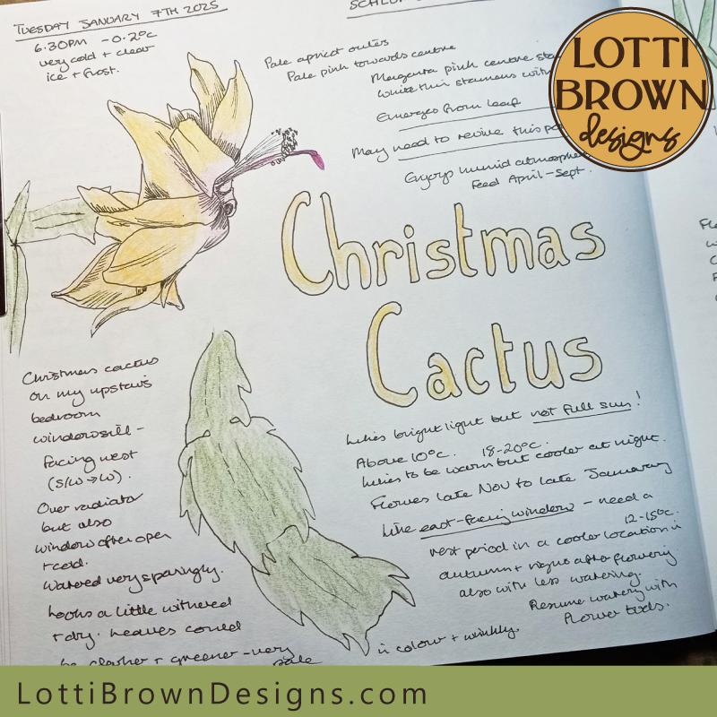 Christmas cactus nature journal page