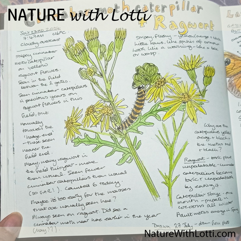 Nature journaling with Lotti