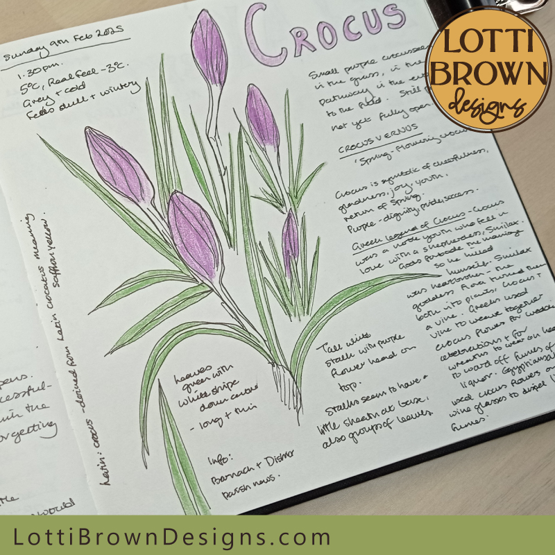 Crocus nature journal page