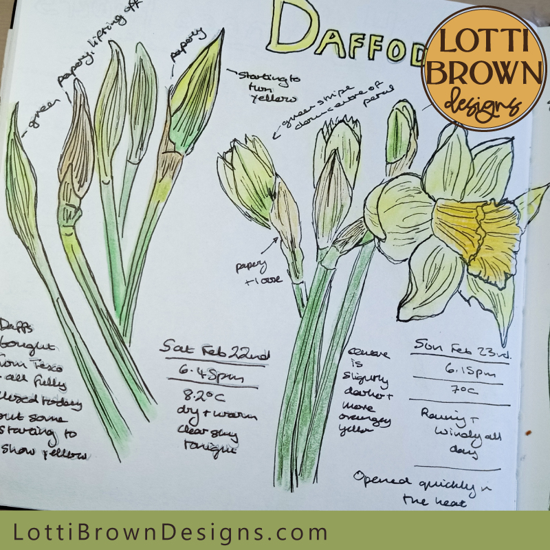 Daffodils nature journal drawings (1)