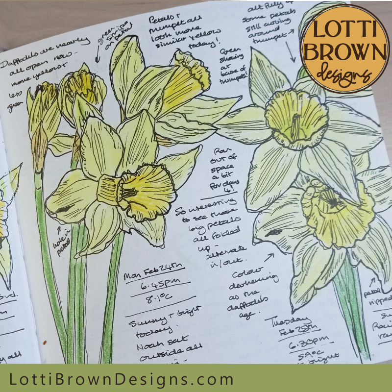 Daffodils nature journal drawings (2)