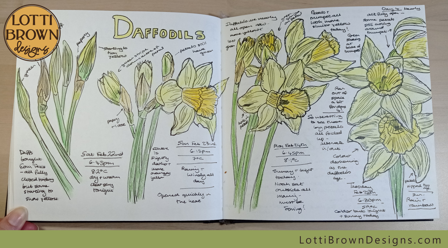 Daffodils drawings in my nature journal