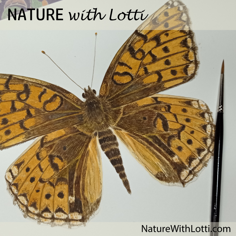 Lotti Brown's nature art and illustration and nature journaling...