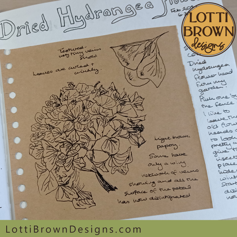 Dried hydrangea flower head nature journal drawing