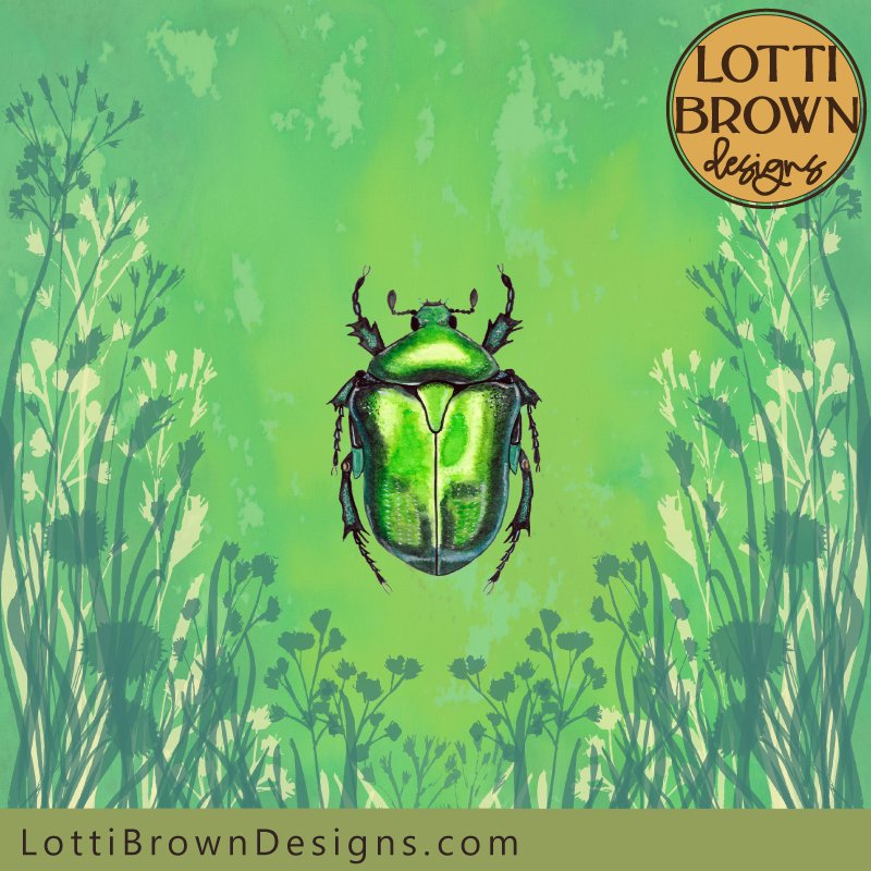 Big Rose Chafer beetle art illustration