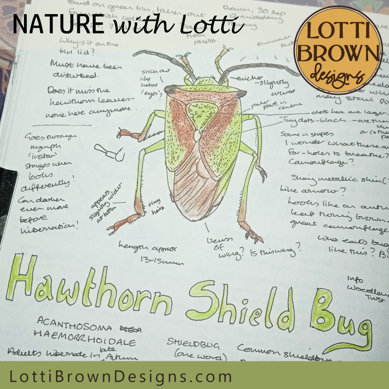 Hawthorn Shieldbug Journal Page