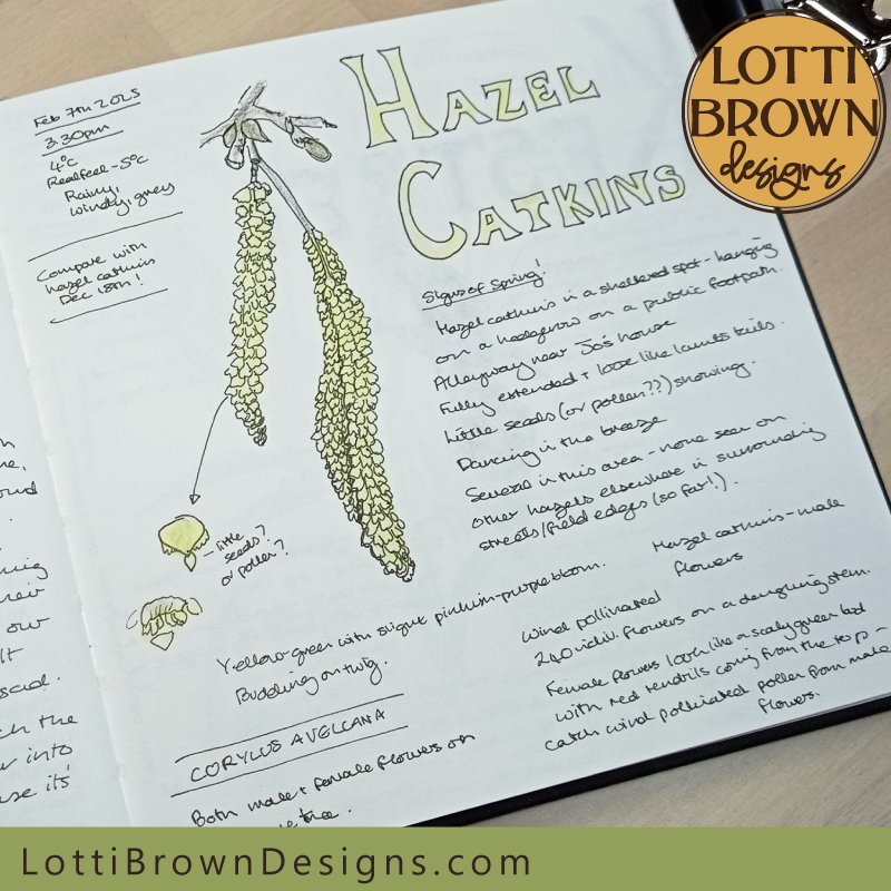 Hazel catkins in February nature journal 