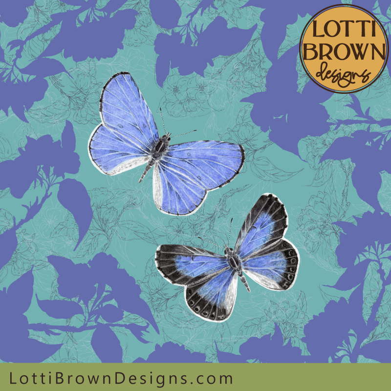 holly blue butterfly illustration