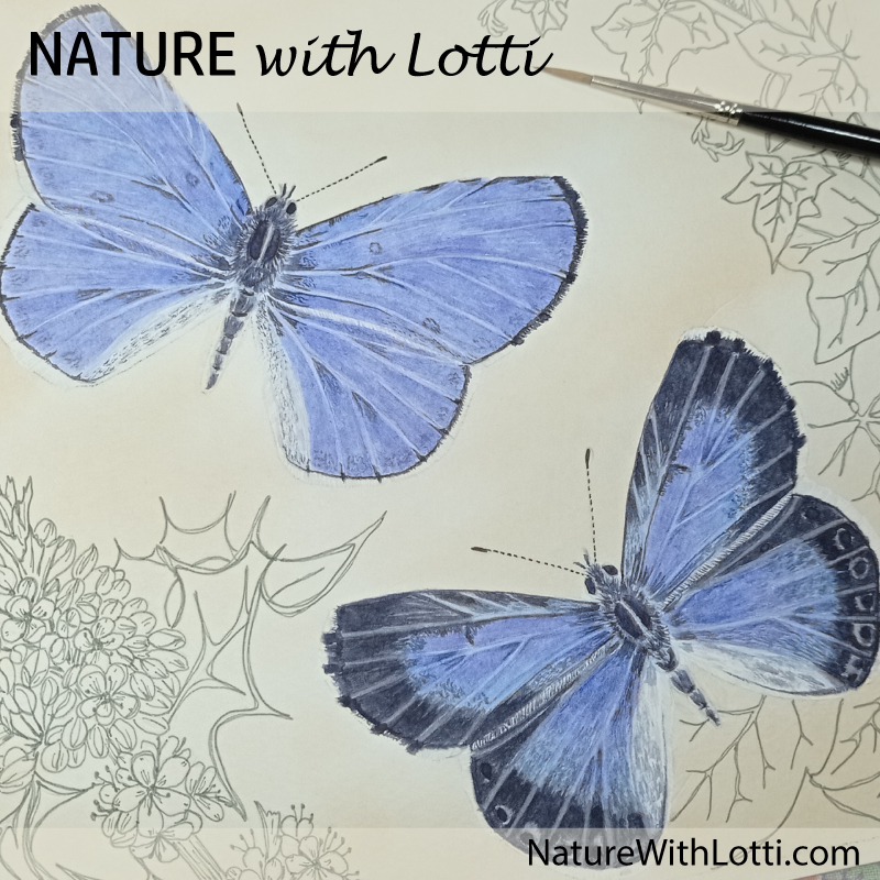 Holly Blue butterflies illustration