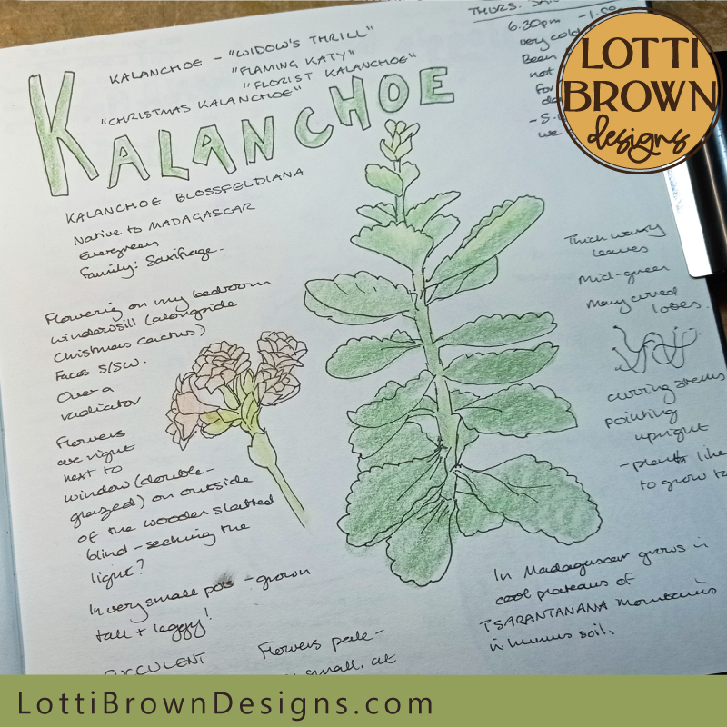 Kalanchoe nature journaling page