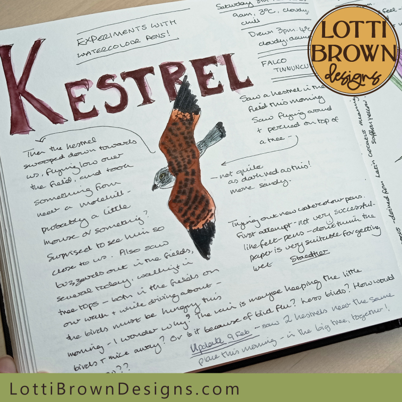 Kestrel nature journal page