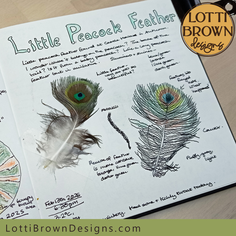 Little peacock feather nature journal page