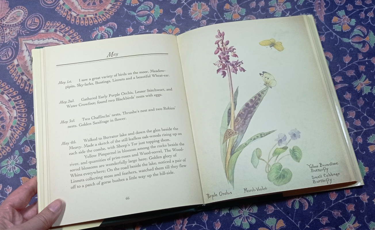 Edith Holden's nature notes pages