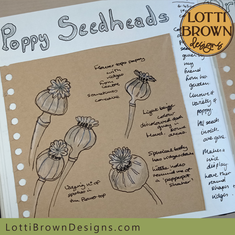 Poppy seedheads drawn in my nature journal