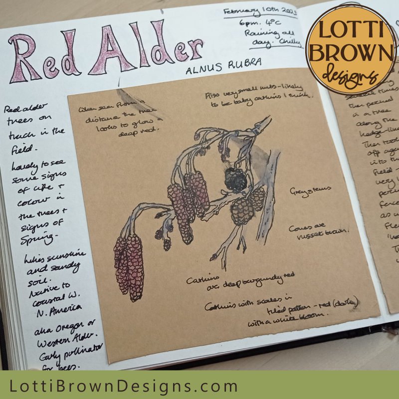 Red Alder nature journal page